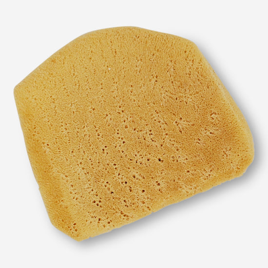 Elephant ear sponge has a fine texture that makes it great for smoothing surfaces.